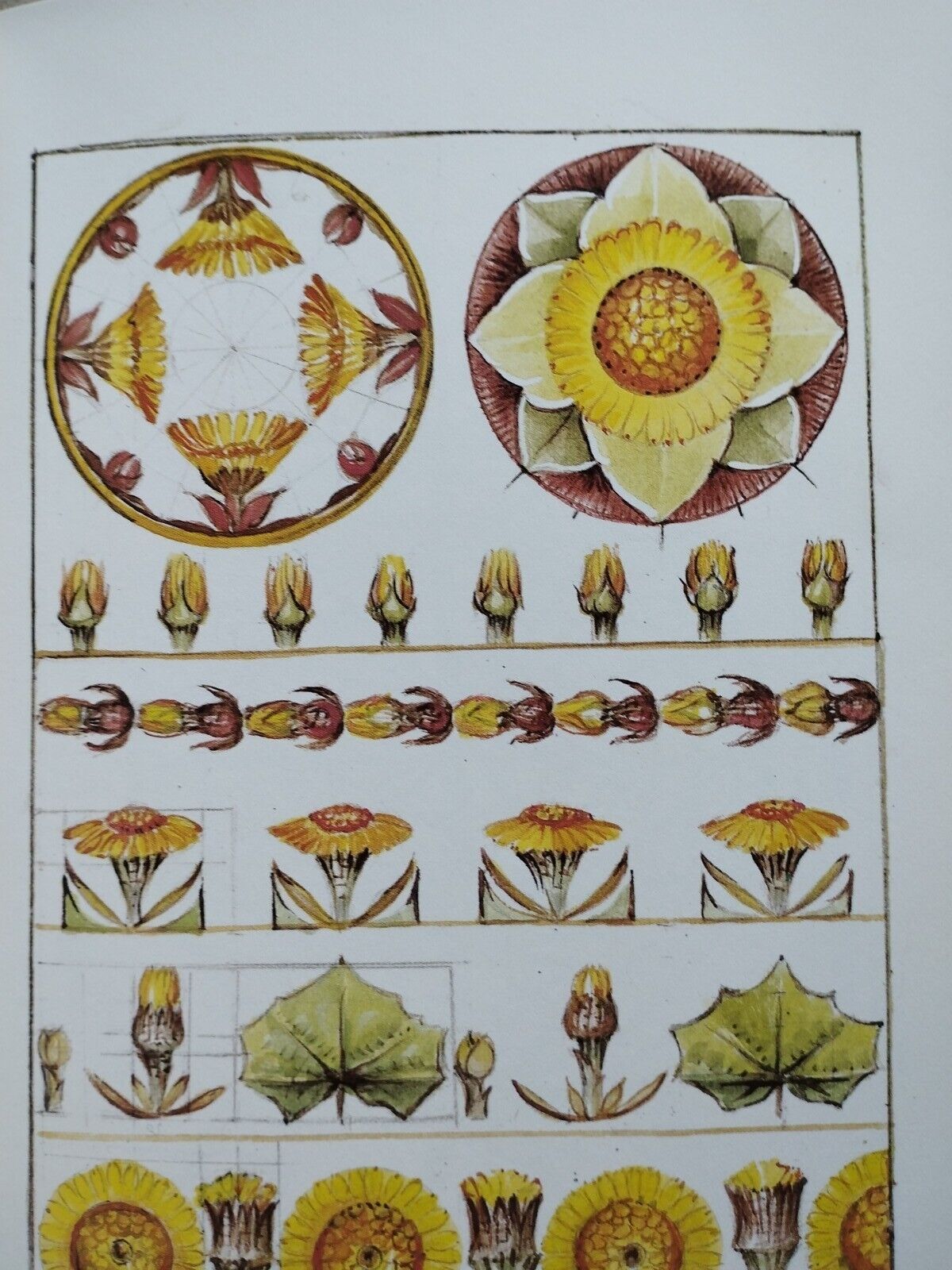 Wildflower Ideas For China Painting by Birthe Koustrup (Hardcover, 1984) - Image 6