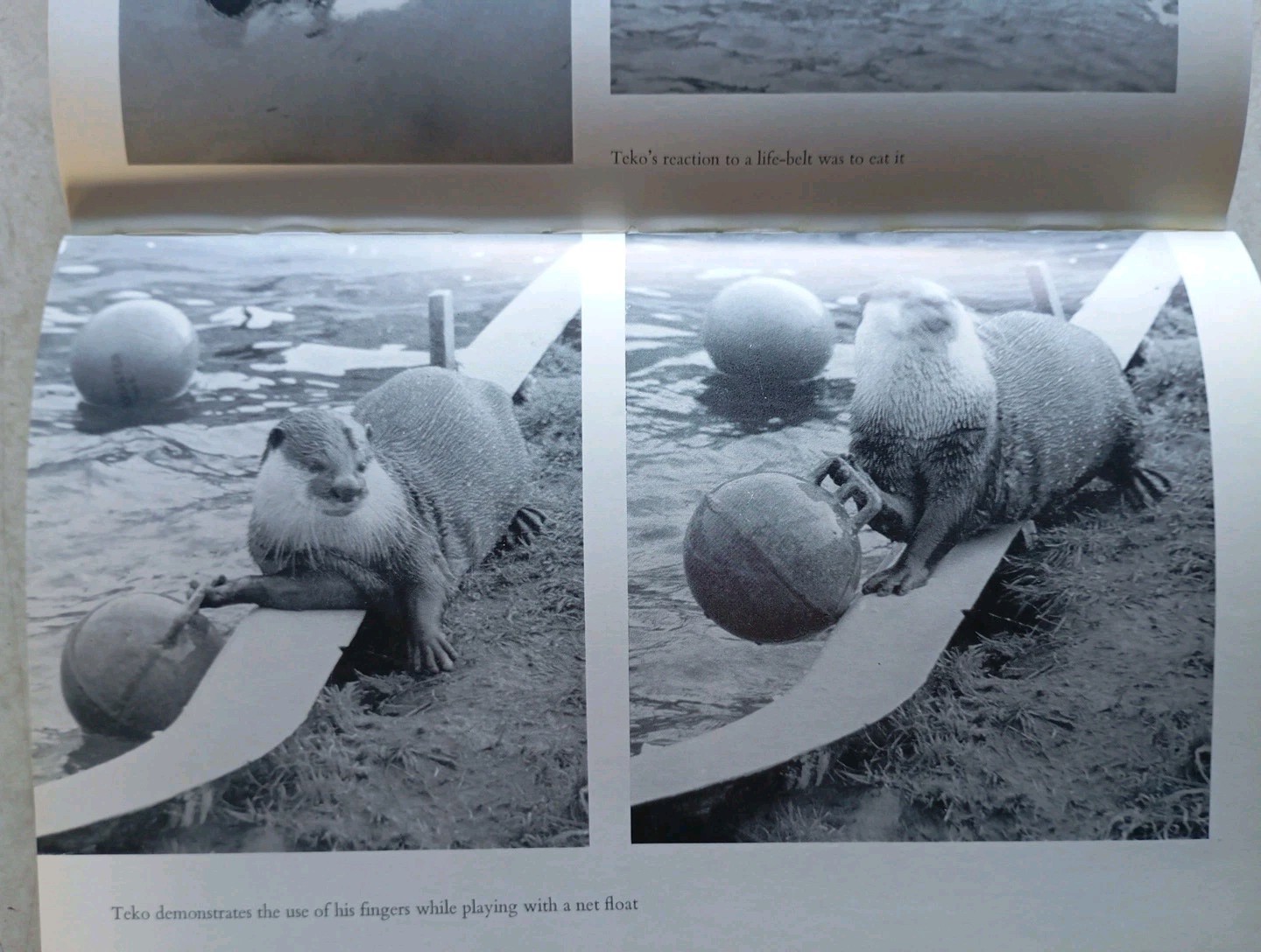 The Rocks Remain by Gavin Maxwell (Hardcover, 1963) - Image 9