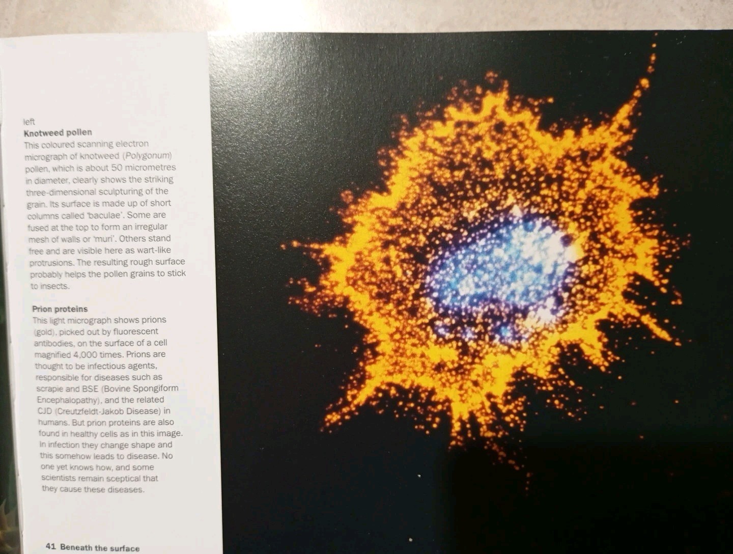 Heaven & Earth: Unseen by the Naked Eye by Phaidon Press (Softcover,2004) - Image 4