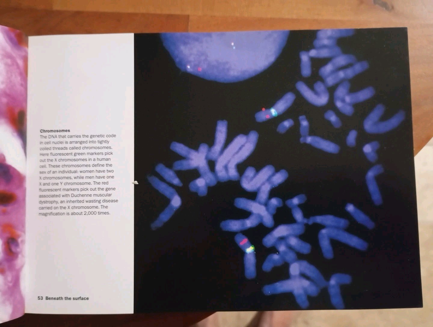 Heaven & Earth: Unseen by the Naked Eye by Phaidon Press (Softcover,2004) - Image 5