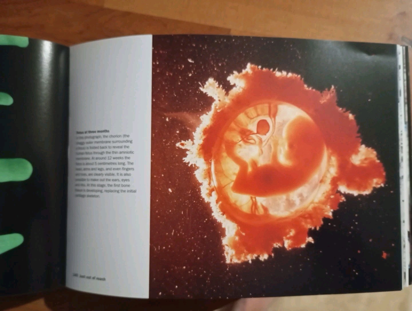 Heaven & Earth: Unseen by the Naked Eye by Phaidon Press (Softcover,2004) - Image 7